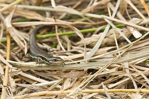 Moko skink