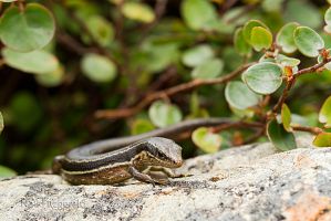 Moko skink