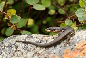 Moko skink