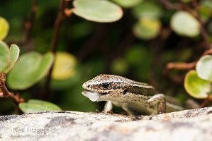 Moko skink