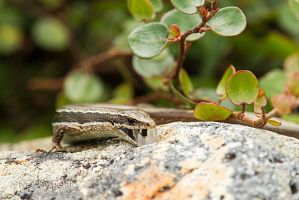 Moko skink