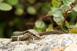 Moko skink