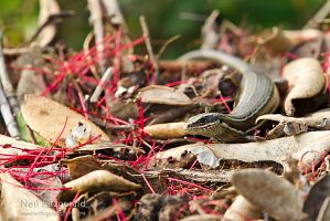Moko skink