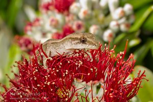Mokohinau gecko