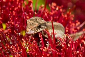 Mokohinau gecko