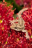Mokohinau gecko