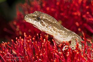 Mokohinau gecko