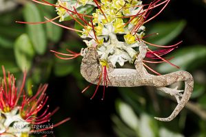 Mokohinau gecko