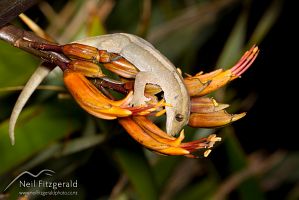 Mokohinau gecko