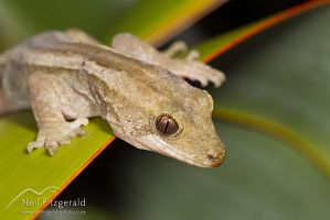Mokohinau gecko