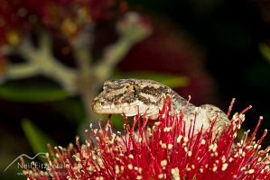 Mokohinau gecko
