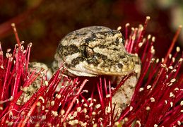 Mokohinau gecko