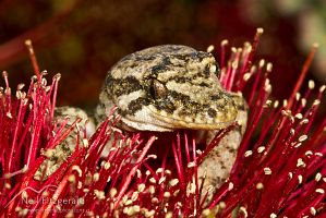 Mokohinau gecko
