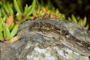 Mokohinau Gecko