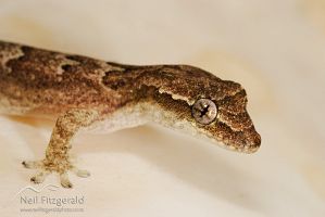 Mourning gecko
