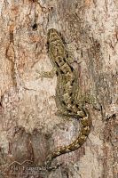 Mourning gecko