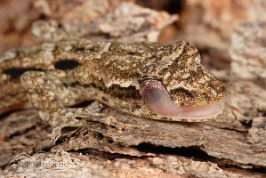 Mourning gecko