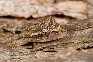 Mourning gecko