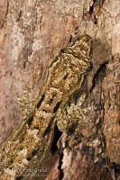 Mourning gecko