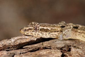 Mourning gecko