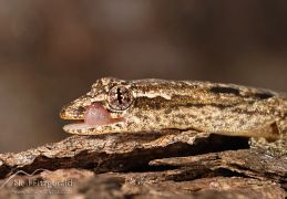 Mourning gecko