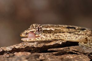 Mourning gecko
