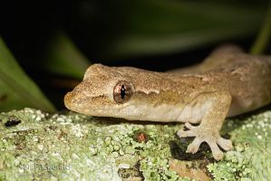 Mourning gecko