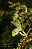 Aupouri (green) gecko
