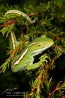 Aupouri (green) gecko