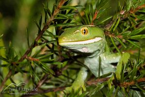 Aupouri (green) gecko