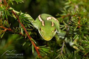 Aupouri (green) gecko