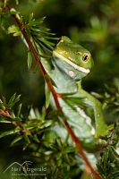 Aupouri (green) gecko