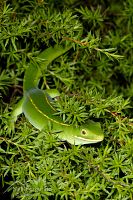 Aupouri (green) gecko