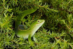Aupouri (green) gecko
