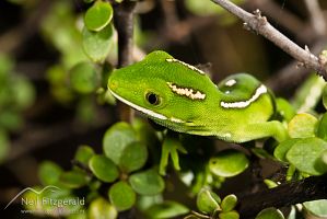Aupouri (green) gecko