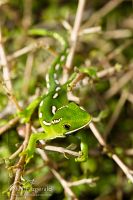 Aupouri (green) gecko