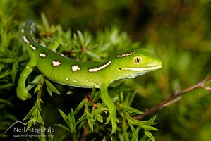 Aupouri (green) gecko