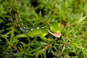 Aupouri (green) gecko