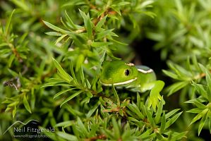 Aupouri (green) gecko