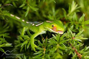 Aupouri (green) gecko