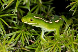Aupouri (green) gecko