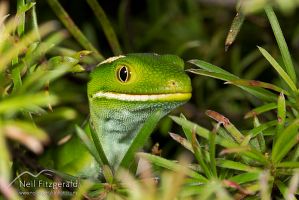 Aupouri (green) gecko