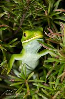 Aupouri (green) gecko