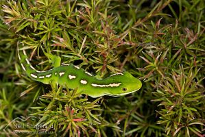 Aupouri (green) gecko