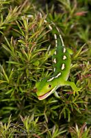 Aupouri (green) gecko