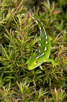 Aupouri (green) gecko