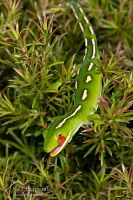 Aupouri (green) gecko