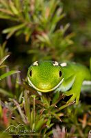 Aupouri (green) gecko