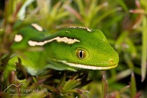 Aupouri (green) gecko