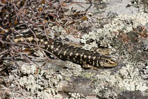 Otago skink